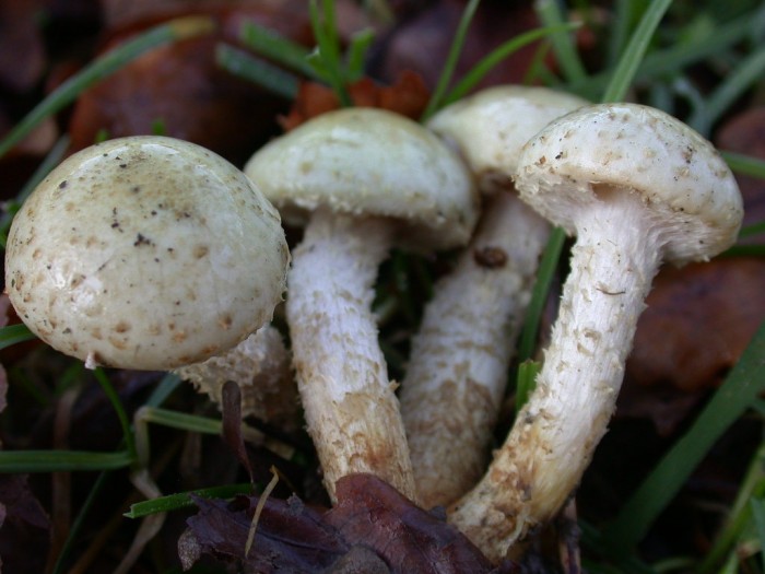 Pholiota gummosa