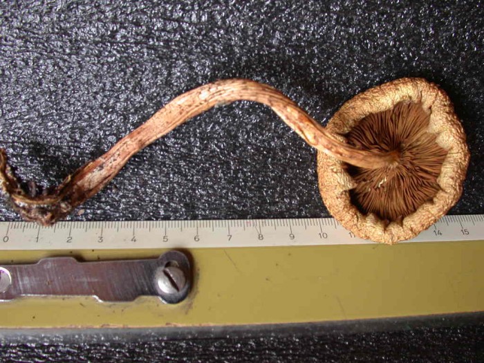 Essicata