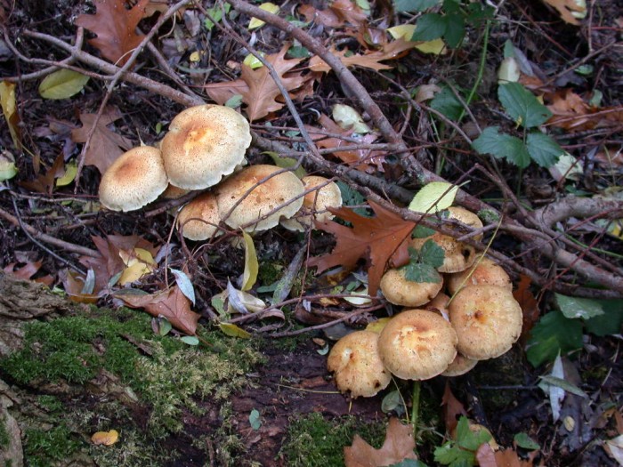 Pholiota xxx VIESVILLE 11 Oct 2009 044.jpg