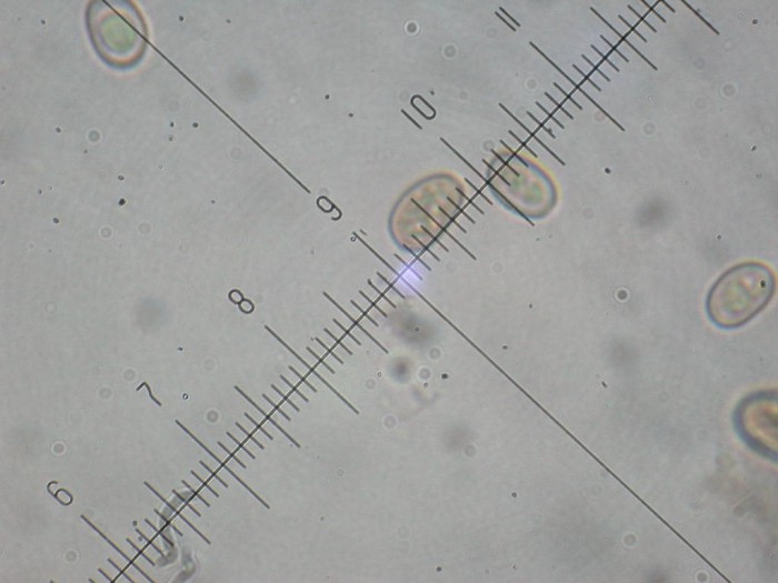 Mesures des spores à l'immersion (x1000) 6-8µ x 4-5 µ <br />Mesures des spores à l'immersion (x1000) 6-8µ x 4-5 µ