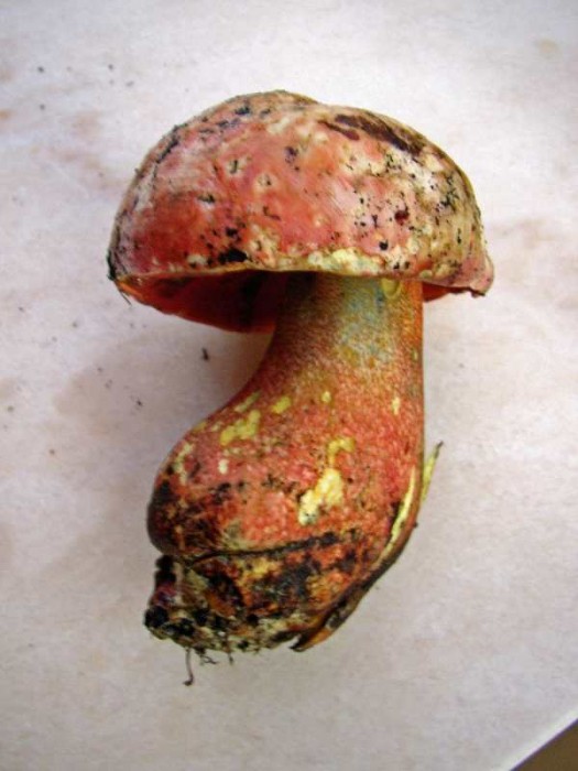 bolet 1.jpg