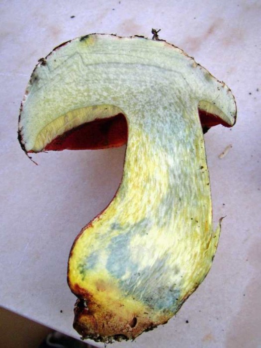 La coupe présente une couleur jaune qui  a bleuie légèrement