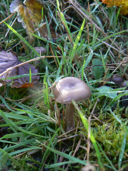 P1050978_redimensionner.JPG