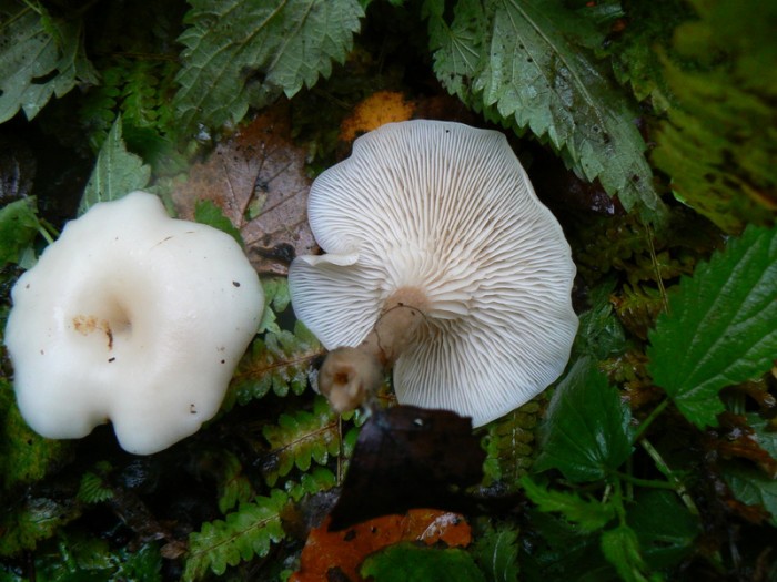 P1050957_redimensionner.JPG