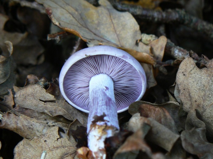 pied bleu-4_redimensionner.JPG
