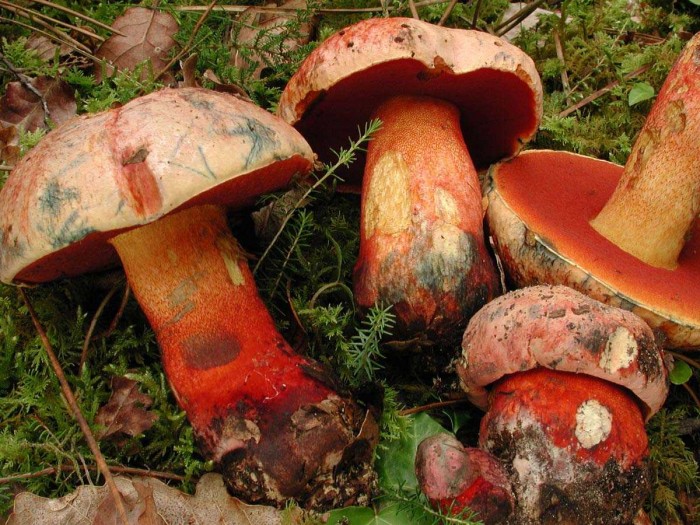 Boletus luteocupreus.jpg