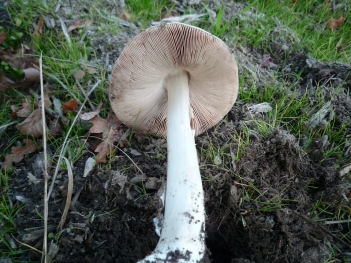 champignons 086 [].jpg