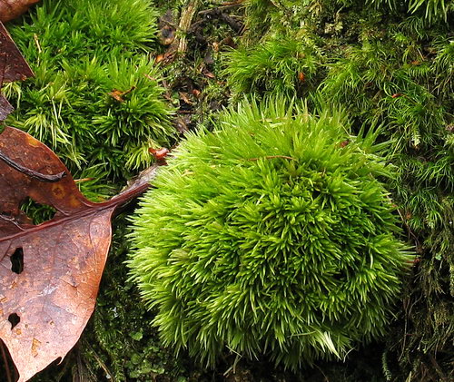 Leucobryum%20glaucum%206999.jpg