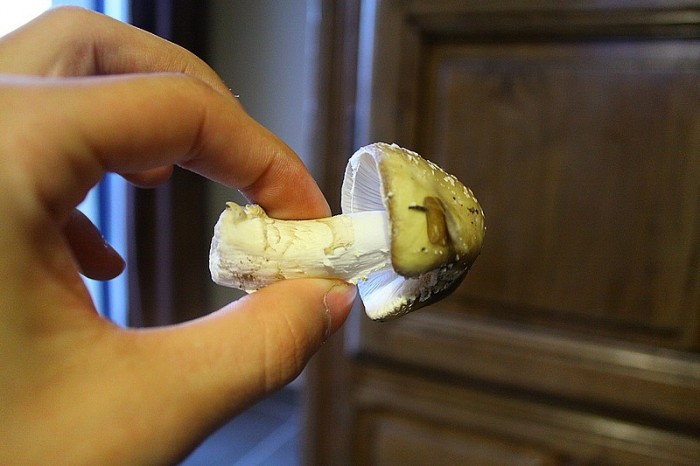 amanita.jpg