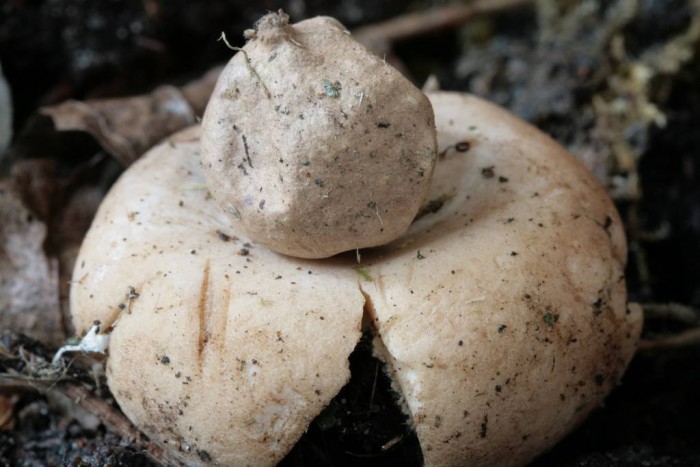 Geastrum fimbriatum-redim1024.JPG