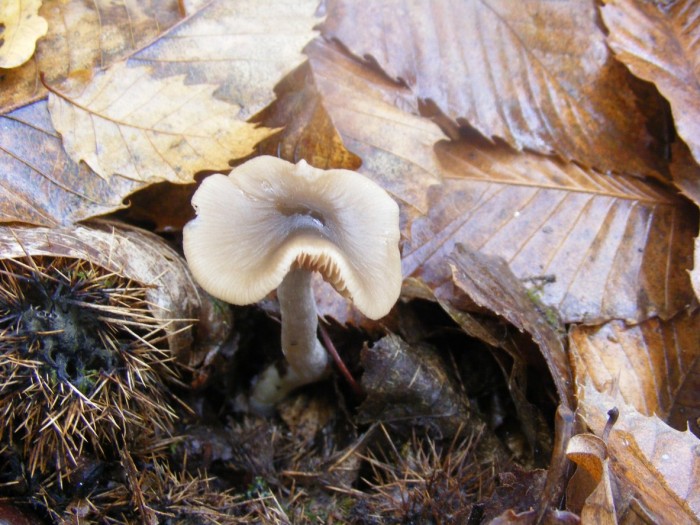 2009_0805essai0033.JPG