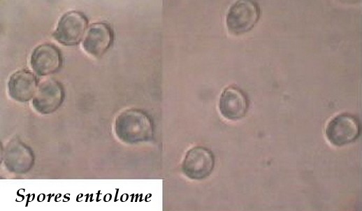 spores entolome 1.JPG
