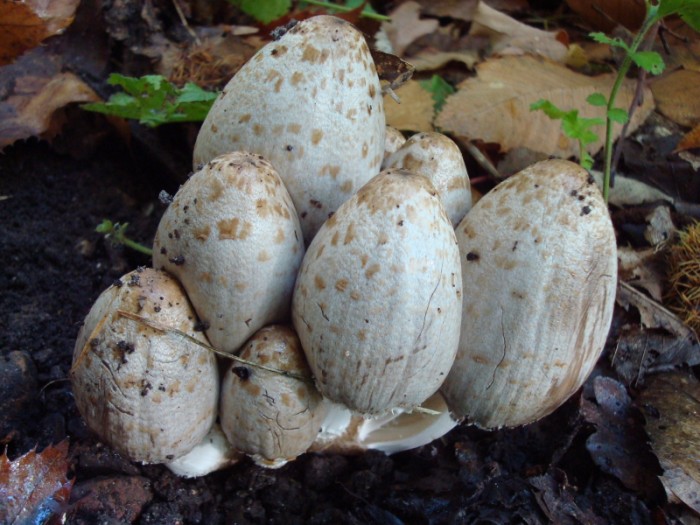 rChmpgn1_DSC09083.JPG