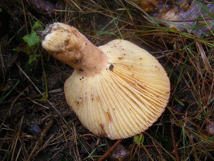 2009_0807essai0003.JPG