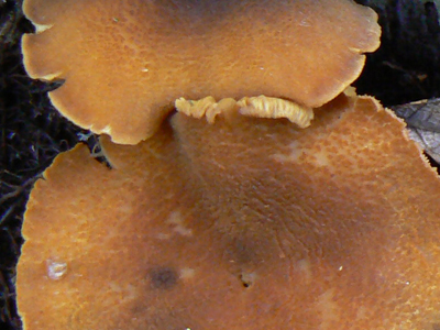 detail_ch.jpg