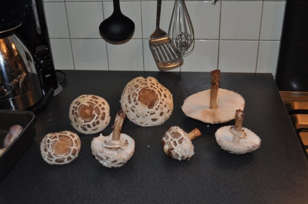 macrolepiota.jpg