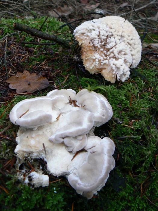 P1140360_bis.jpg