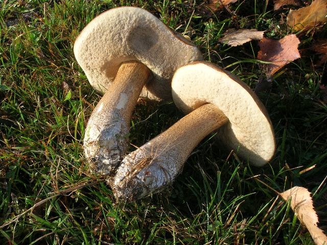 DSCN4565_640x480.jpg