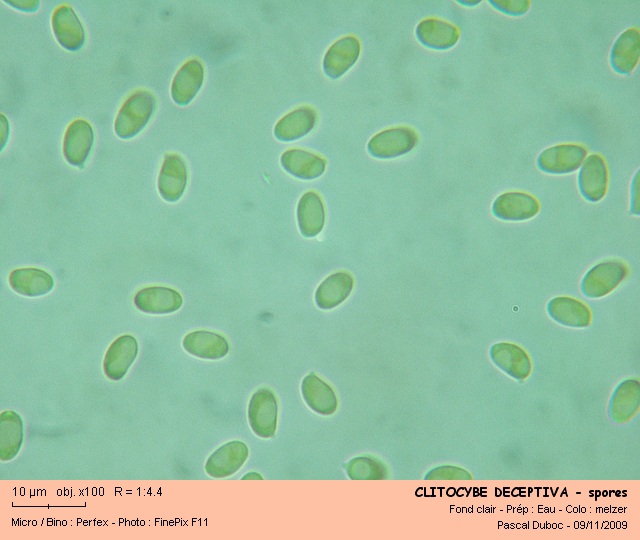 clitocybe_deceptiva_-_spores.jpg