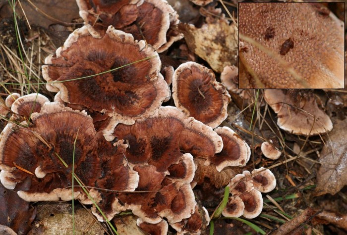 Hydnellum ferr 2.jpg