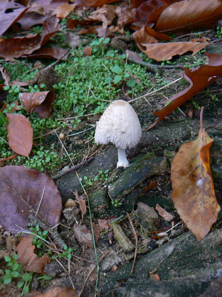 coprin de neige-01_redimensionner.JPG