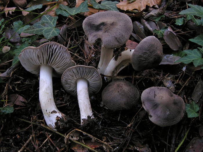 Tricholoma_gausapatum.jpg
