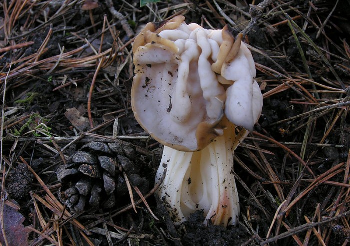 DSCN2531.jpg