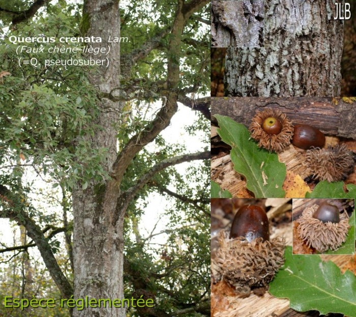 Quercus crenata regl.2.jpg
