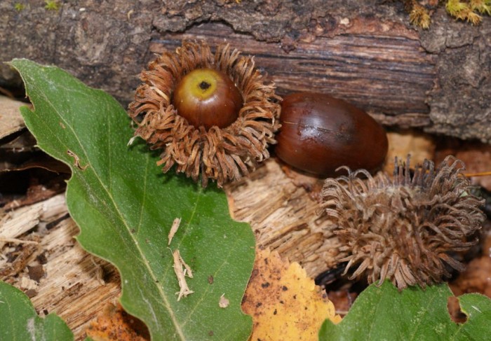 Quercus crenata (Fruits 2).jpg