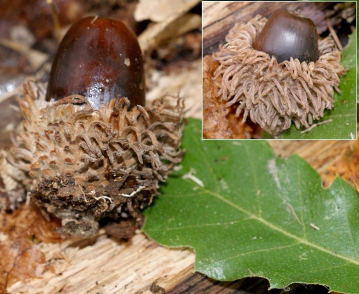 Quercus crenata (Fruits 3).jpg