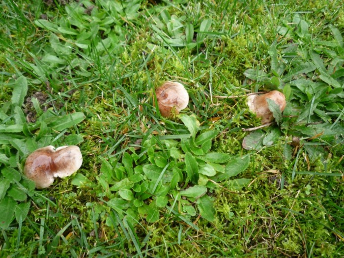 champignons 090 [Résolution de l'écran].jpg