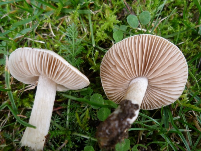 champignons [Résolution de l'écran] (2).jpg