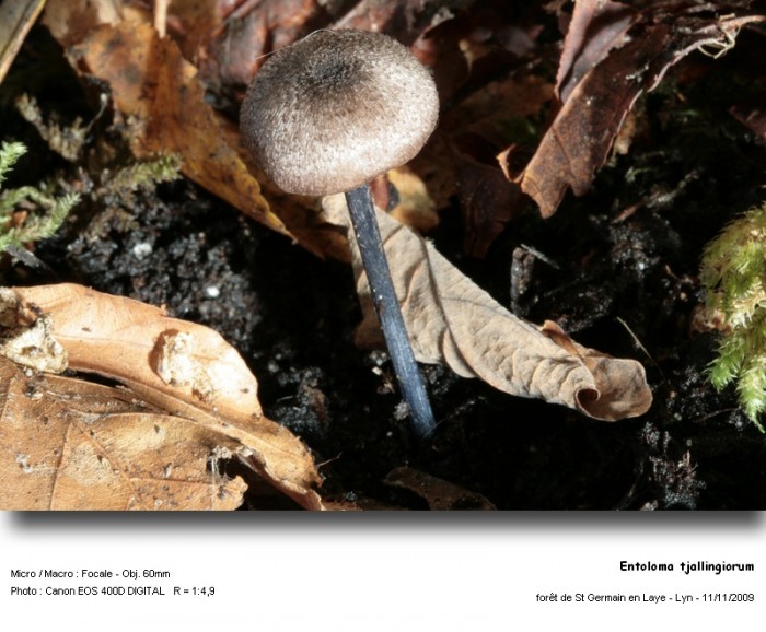 entoloma_tjallingiorum.jpg