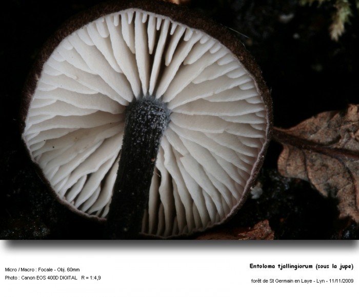 entoloma_tjallingiorum_sous_la_jupe.jpg