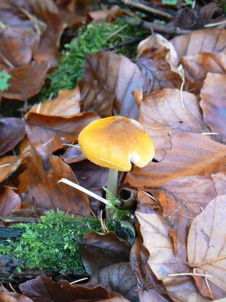 P1060245_redimensionner.JPG