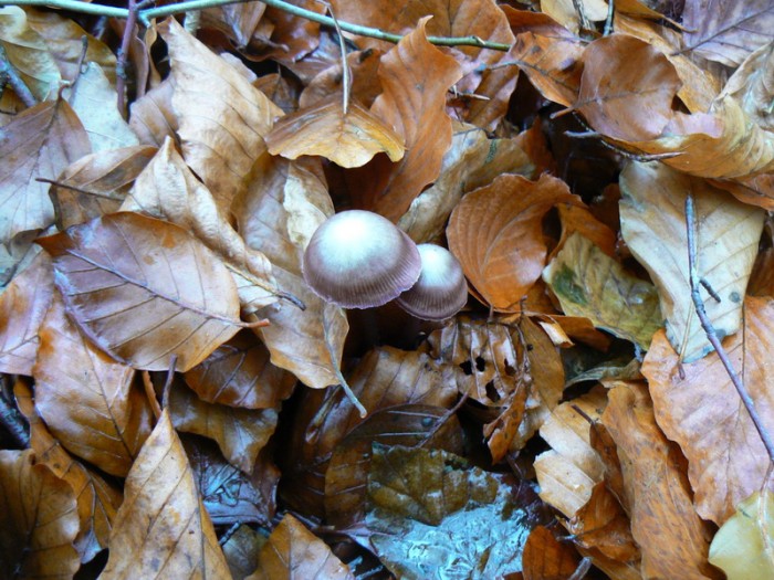 P1060234_redimensionner.JPG