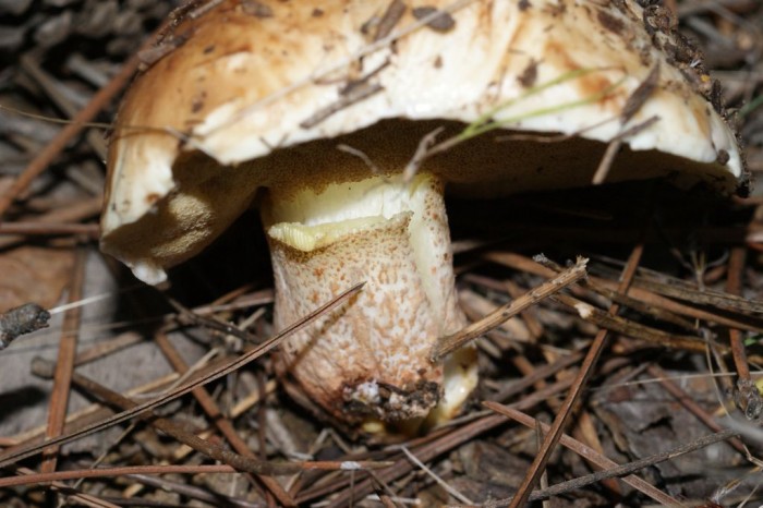 Suillus bellini.jpg