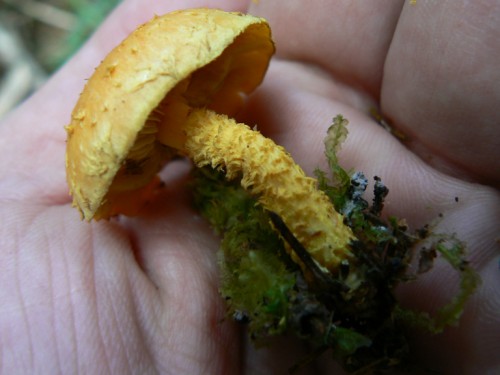 cystoderme_4.jpg