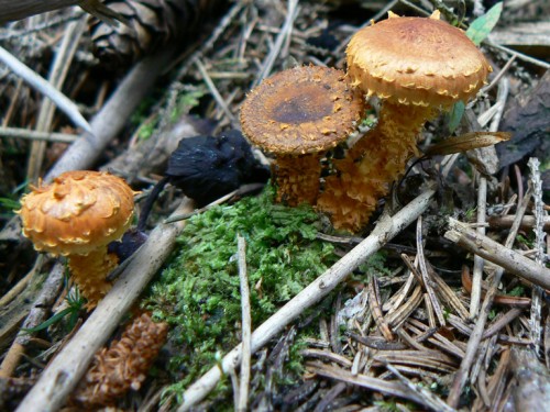 cystoderme_3.jpg
