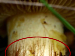 detail.JPG