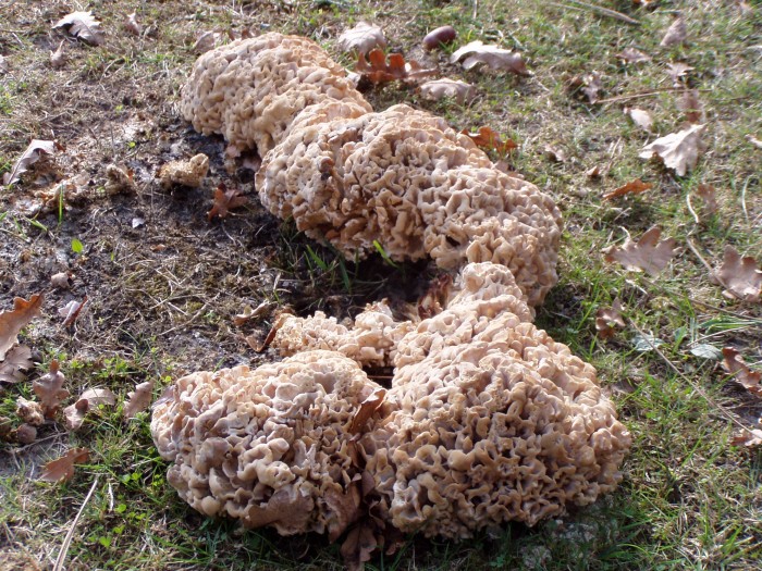 aubiac champignons 2008 021.jpg