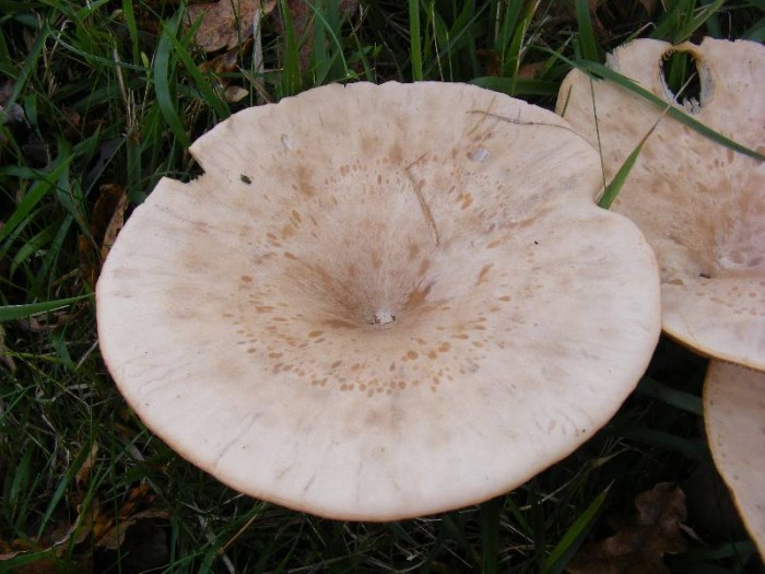 2009_0830essai0081.JPG