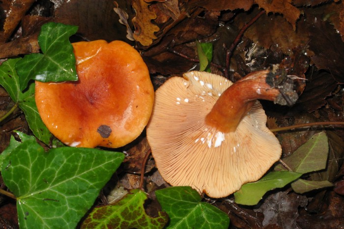 251109(85)lactarius-volemus.jpg