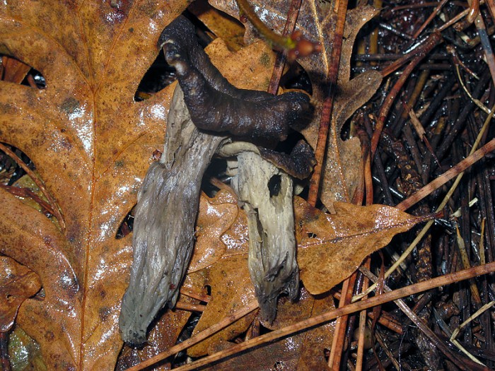 291109-(58)trompette-de-la-mort.jpg