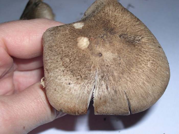 DSCN3536.JPG