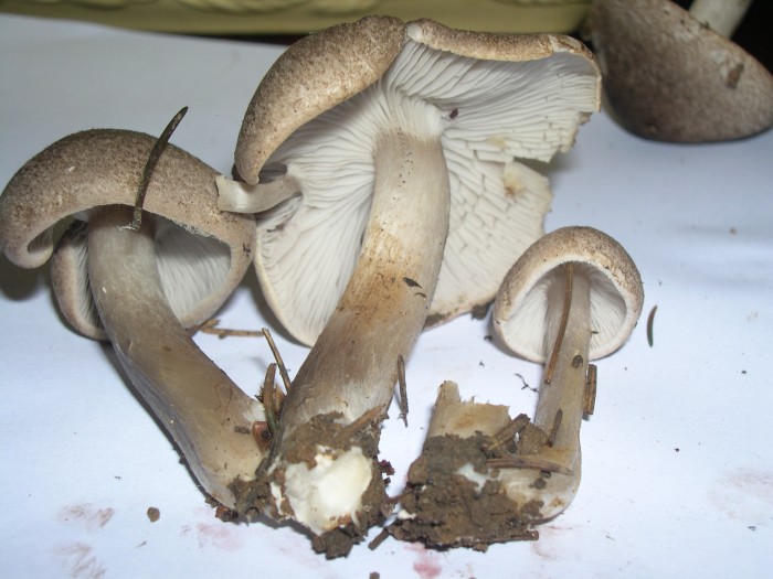 DSCN3534.JPG