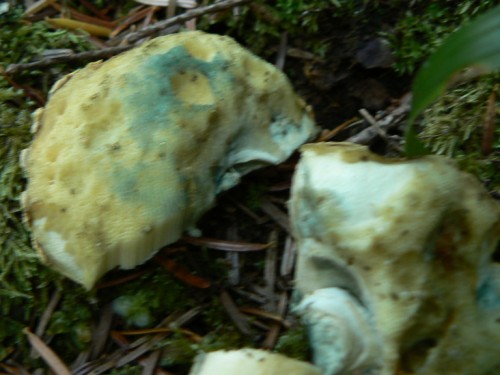 bolet_3.jpg