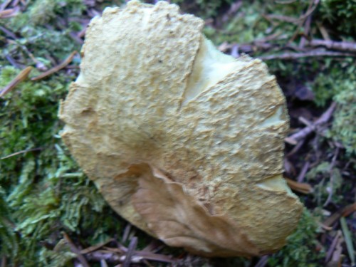 bolet_2.jpg