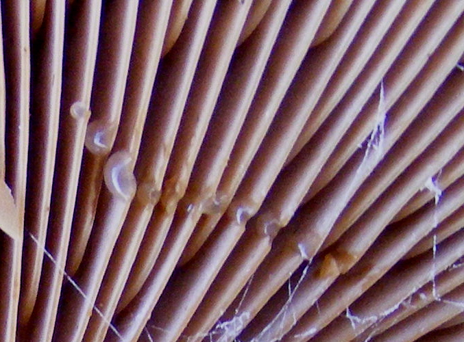 lait.jpg