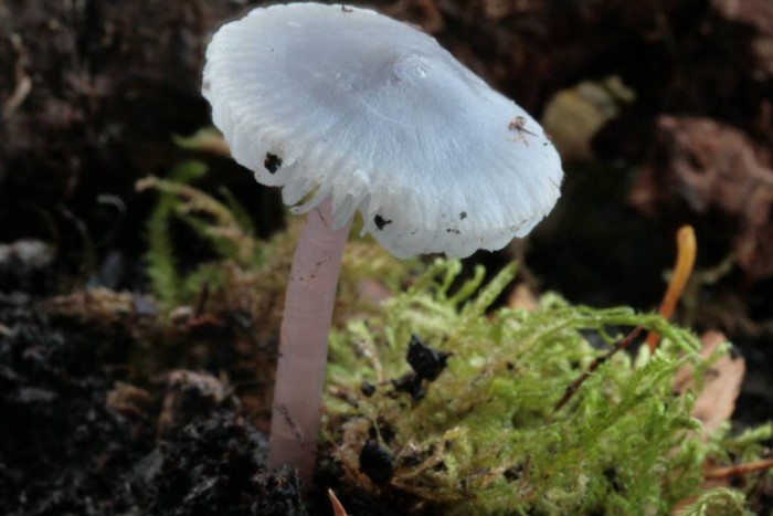 Mycena pura-redim1024.JPG